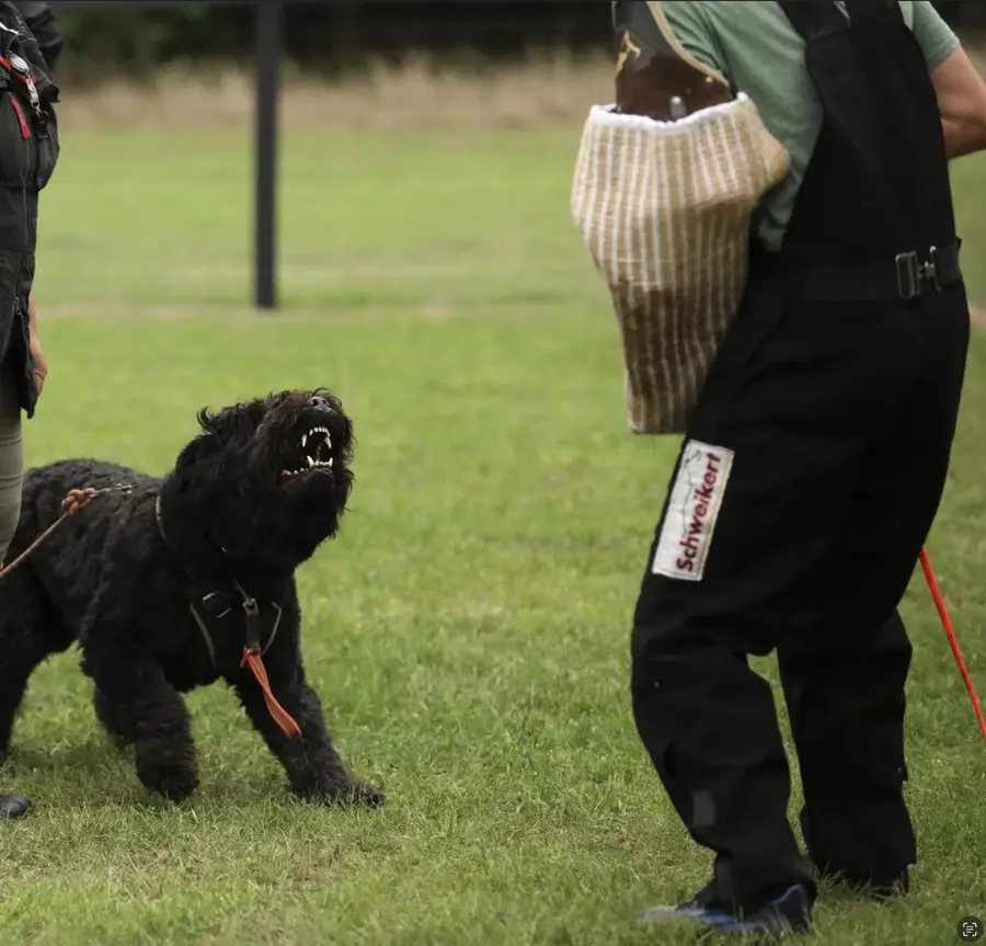 Bouvier des Flandres doing protection work with a helper